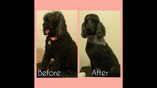 Standard Poodle Summer Cut