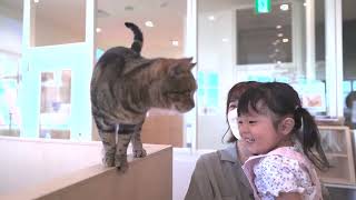 【Moff animal cafe】猫カフェ 紹介動画(English ver.)