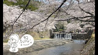 Spring Vlog ｜Sakura in Nanatanigawa Kyoto Kameoka　京都亀岡七谷川花見