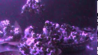 Picasso Clownfish Extreme 2015 Brood Stock