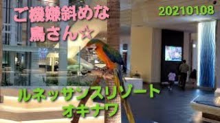 沖縄・ご機嫌斜めな鳥さん/ルネッサンスリゾートオキナワ☆20210108