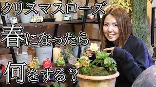 クリスマスローズのお手入れ・植え替え方法【おうちでガーデニング】開花園チャンネル