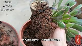 多肉植物养护基础提升10：僵苗，不生长怎么办