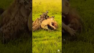 WILD Animal Battles You Won't Believe Actually Happened? #shorts