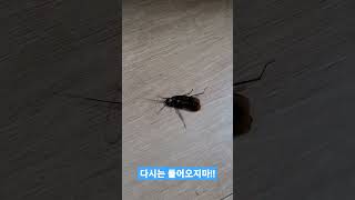 바선생 마지막 인사...?#바퀴벌레#바로방역#미국바퀴