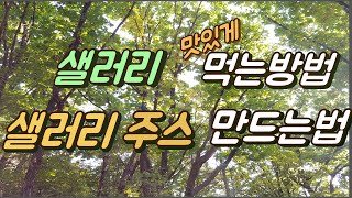 [몸앤네이쳐] 샐러리 맛있게 먹는방법, 샐러리 주스 만드는 방법 - 샐러리잎 먹는방법, 샐러리해독주스 만들기, 효능