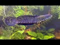 channa pulchra peacock snakehead care vlog eng