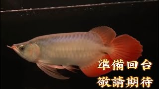 【龍世界】札哈亞超龍王，預期新年前回台與熱愛龍魚的朋友會面。龍魚專賣店/龍魚店家/專業龍魚/亞洲龍魚/红龙鱼/優質紅龍魚/龍世界紅龍魚會館/Arowana/龍魚生病/龍魚專家/精品龍魚/魚缸/龍魚