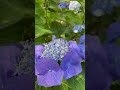 紫陽花は、きっと雨が好き　綺麗になることを知っているから