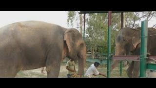 After 50 Years Of Pain Raju The Crying Elephant Is Now Happy And Has A Girlfriend