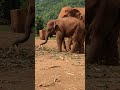 Elephant babies not only have Mom, but others in the herd will also become a nanny and help