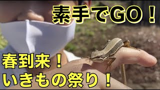 【いきもの祭り！】春到来！カナヘビ、カエル、ザリガニ大集合！