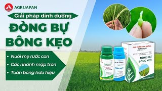 AgriJapan | Giải Pháp kích ĐÒNG BỰ BÔNG KẸO - Phun lúc có đòng 1 - 1.5 li (Dinh Dưỡng Lúa)