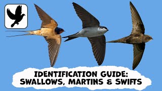 Identifying House Martins, Barn Swallows \u0026 Common Swift: A Complete Guide