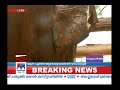 ആനക്കൊമ്പൻ നല്ലനടപ്പിൽ elephant vadakkanad komban