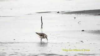 【屏東鳥會-賞鳥小旅行】08/26 高屏溪口右岸（高雄林園側）黃昏賞鳥