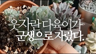 웃자란 다육이가 군생으로 자랐다(정야) succulents/多肉植物/たにくしょくぶつ 286화 #해맑은TV