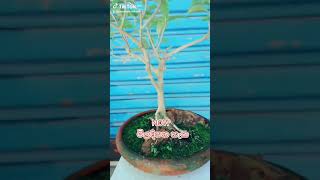 බොන්සායි පනු නුග ගනේමුල්ල මල් කඩේ natural plants sri lanka #garden #indoorplants #bonsai