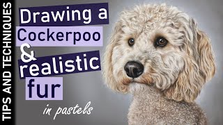 How to draw fur in pastels | Drawing a Cockerpoo