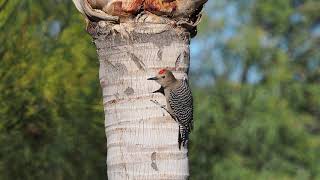 Gila Woodpecker Short Clip