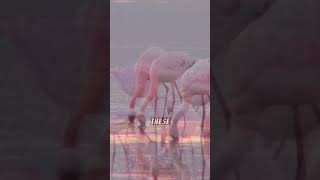 Why are flamingos pink?フラミンゴはなぜピンク色?#flamingos