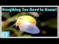 Mystery Snail Care and Breeding: Your Friendly Neighborhood Algae Eater!