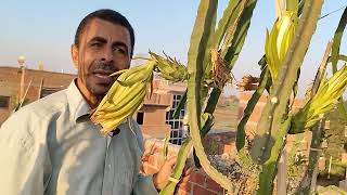 رعاية الدراجون ( التنين ) للإزهار والإثمار ..Dragon care for flowering and fruiting