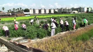 150705-1 林素妃自然青草園/開放本園地瓜菜 國王菜園區給來賓摘採