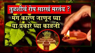 तुळशीच्या रोपाला कसे वाचवायचे । Tulsi Plant । तुळशीच्या रोपाची अशी घ्या काळजी Tulsi Plant Care Tips