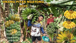 PAGHARVEST NG MGA NAHIHINOG NA SAGING NA SABA AT LATUNDAN