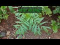 செண்டு மல்லி பூச்செடி வளர்ப்பது எப்படி how to grow marigold flower plant from seeds in tamil