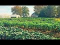 Growing Brussels Sprouts | Iowa Ingredient