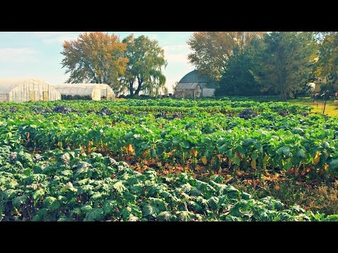 Growing Brussels Sprouts | Iowa Ingredient Growing Brussels Sprouts | Iowa Ingredient