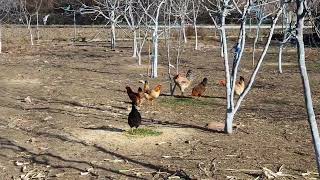 Αυτοχθονες Ελληνικές κοτες/Hellenic landrace chicken's