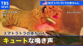 キュートな鳴き声 スマトラトラの赤ちゃん