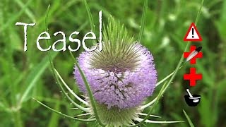 Teasel: Medicinal, Cautions \u0026 Other Uses