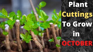 Plant Cuttings To Grow In October - 22