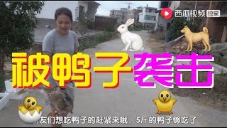 【湘妹小北】小北去鄰村買鴨子，遭到鴨子的突然“襲擊”，這下虧大了