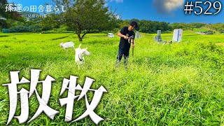 【除草隊】廃墟の庭の悩みをヤギが解決！しかし緊急事態が... #529