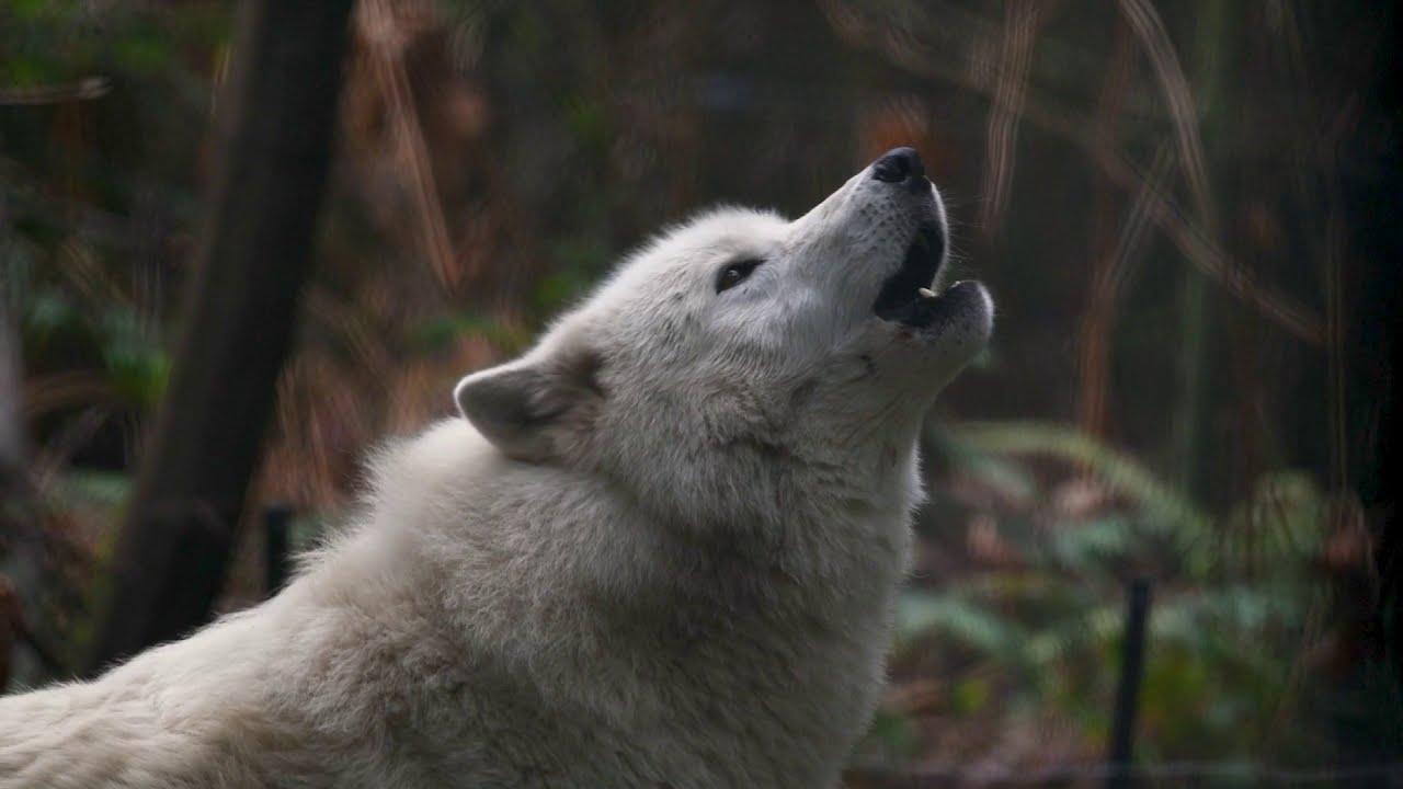 Gray Wolves Howl - YouTube