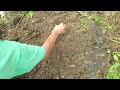 How To Plant Liatris Corms, How To Plant Blazing Star Corms