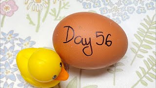 RAW EGG PEELING LIVE - DAY 56