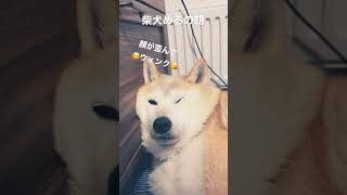 【老犬ホーム】ぐーたら柴犬める朝の二度寝