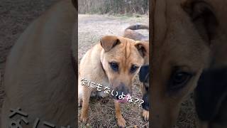 なんもないよね？隠れておやつもらう子犬 #子犬 #保護犬 #shorts