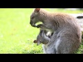 wallaby joey pokes out of mom s pouch