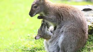 Wallaby joey pokes out of mom's pouch