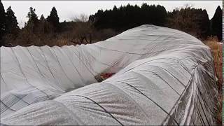 ビニールハウスが雪で、潰れた。