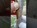 the whole process of fruit tree tongue grafting is easy to learn . 果樹舌接嫁接的操作全過程，簡單易學，成活率高，一看就會的嫁接方法