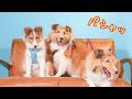 【シェルティ子犬が大集合】生後5ヶ月のかわいい子犬たちが「わちゃわちゃ」撮影会