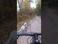 reactive dog passing bikejoring dog bike trails